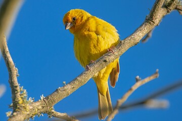 blue and yellow macaw