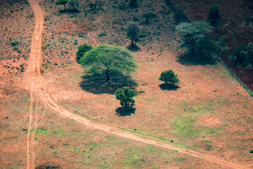 Aerial view of a massive whistling thorn acacia shading the sere land below, Maasai tribal area,...