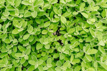 Fototapeta na wymiar blurry photo, top view of green leaves, ideas ideas for green background, backyard for backgrounds, blurry green leaves background view ideas.