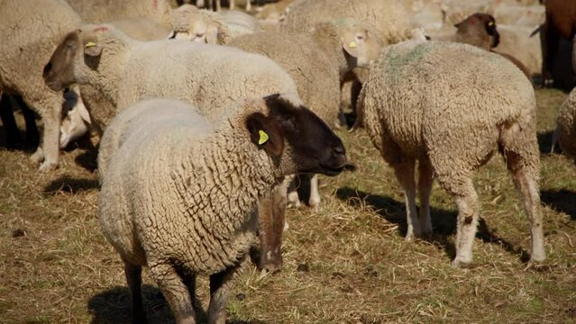 Flock of sheep standing on a narrow pasture. White sheep with black head chews the dry grass. Around are more white sheep standing in the sun.