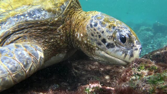 Close up footage of marine turtle feeding underwater accompanied by rainbow wrasse in the Galapagos islands
