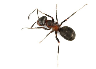 Red wood ant or horse ant, (Formica rufa) isolated on white
