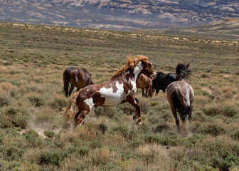 mustang colts fighting in northern Colorado