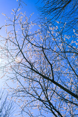 China Beijing Olympic Forest Park Spring View with flowers bloom