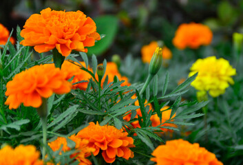 flowers with orange and yellow carnations, natural background, gardening
