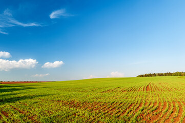 Fototapeta na wymiar plowed field and blue sky in sunset