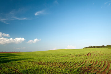 Fototapeta na wymiar plowed field and blue sky in sunset
