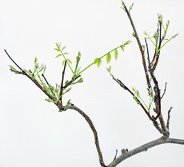 Early Spring Wisteria Bonsai Sprouts, Close Up