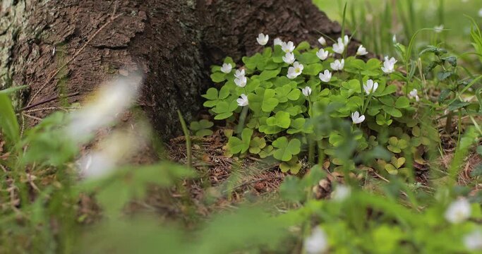 Blooming white sorrel swaying in the wind. Oxalis acetosella.