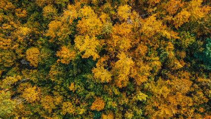 Aerial view over the forest.Vertical background of treetops.