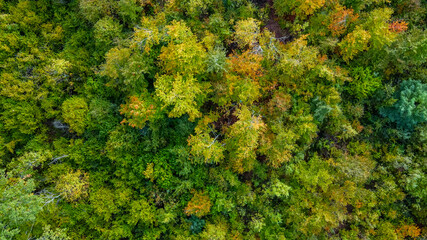 Aerial view over the forest.Background of tree tops