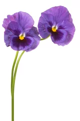 Wandaufkleber pansy flower © _Vilor
