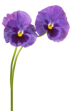 pansy flower