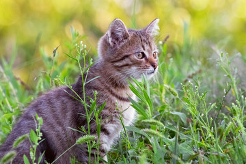 Naklejka na ściany i meble A small striped kitten sits in the garden among the tall grass