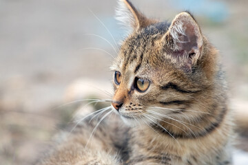 Obraz premium Cat, small striped kitten with attentive look close up on blurred background