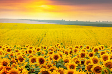 Yellow sunflowers in the field at sunset. Flowering sunflowers