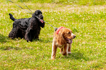 Black and brown cocker spaniel dogs on a leash while walking