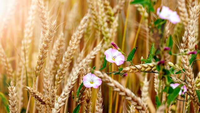 Field bindweed in a field among wheat ears