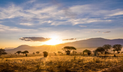 Fototapeta na wymiar Sunset at savannah plains