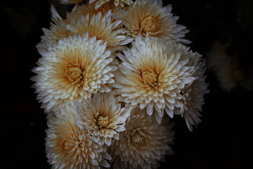 white chrysanthemum flowers on a dark background 