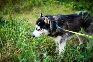A black and white Siberian husky walking on a summer field.
