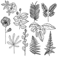 Vector set of ink flovers and plants - 495273864