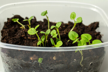 Organic microgreen early seedling grown in trays on the windowsill. Plastic reused food delivery containers for salad spinach arugula seedlings. The spring planting background, gardening at home