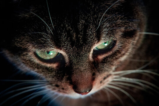 close-up picture of cat's eyes with black background