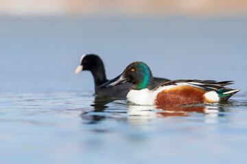 Swimming duck. Blue water background. Duck; Northern Shoveler. (Spatula clypeata)