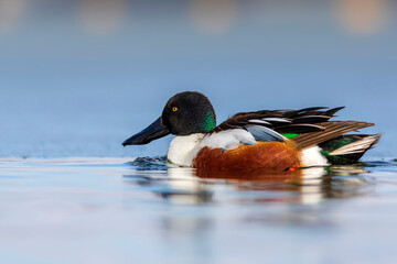Swimming duck. Blue water background. Duck; Northern Shoveler. (Spatula clypeata)
