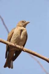sparrow on a branch