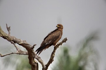 kite on branch