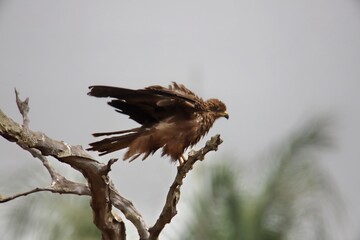 bird of prey