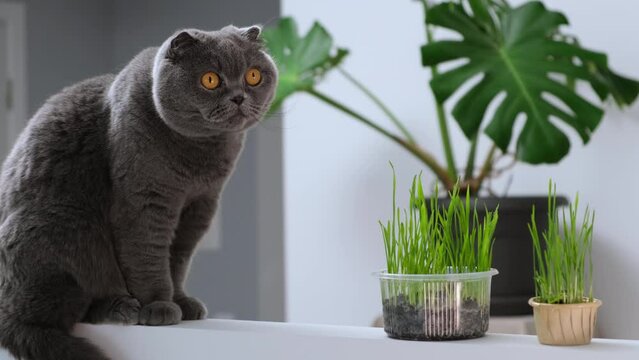 Scottish fold cat portrait on white background with green monstera indoor plant. British shorthair grey domestic cat eats green oat grass sprouts grown in flowerpot, vegetarian food for cat with vitam