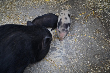  mini pig babies and their mother outside