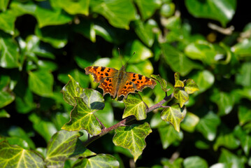Comma butterfly (Polygonia c-album) with open wings sitting on a green plant in Zurich, Switzerland