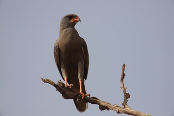 song hawk on a branch