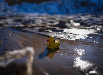 Conceptual photo with spring puddles and streams. A yellow clockwork duckling settled in a spring...