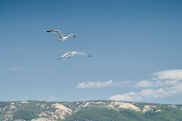 Fototapeta na wymiar Seagulls over Adriatic Sea Near Island Rab In Croatia