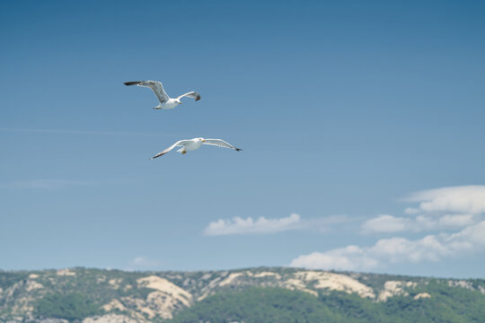 Seagulls over Adriatic Sea Near Island Rab In Croatia