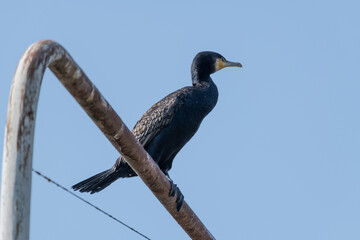 Kormoran