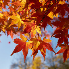 Japanischer Fächerahorn, Acer Palmatum mit leuchtender Färbung in einem Park im Herbst