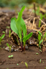 Growing Young Green Corn Seedling Sprouts in Cultivated Agricultural Farm Field