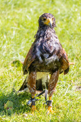 A wet Harris's hawk (Parabuteo unicinctus), formerly known as the bay-winged hawk, stands in a grass