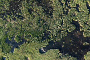 Aerial top-down view of a salt water marsh overgrown with grass and shrubs, Baltic sea, Russia