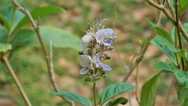 Beautiful flowers of plant Rotheca serrate known as blue fountain bush. Plant located in Madiwala lake, Bangalore