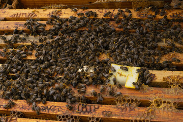 multitude of bees on wooden honeycomb
