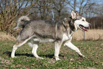 beautiful small husky is walking in the garden