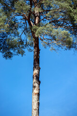Fototapeta premium tree in the forest, nacka, sweden, sverige