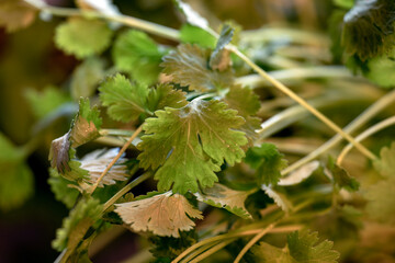 leaves of a koriander, nacka, sweden, sverige